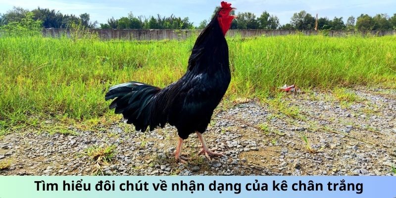 Gà Ô Chân Trắng - Sức Mạnh Tiềm Ẩn Chiến Kê Siêu Đẳng 1 Trang Chủ Jun88.com #1 Việt Nam Tìm hiểu đôi chút về nhận dạng của kê chân trắng